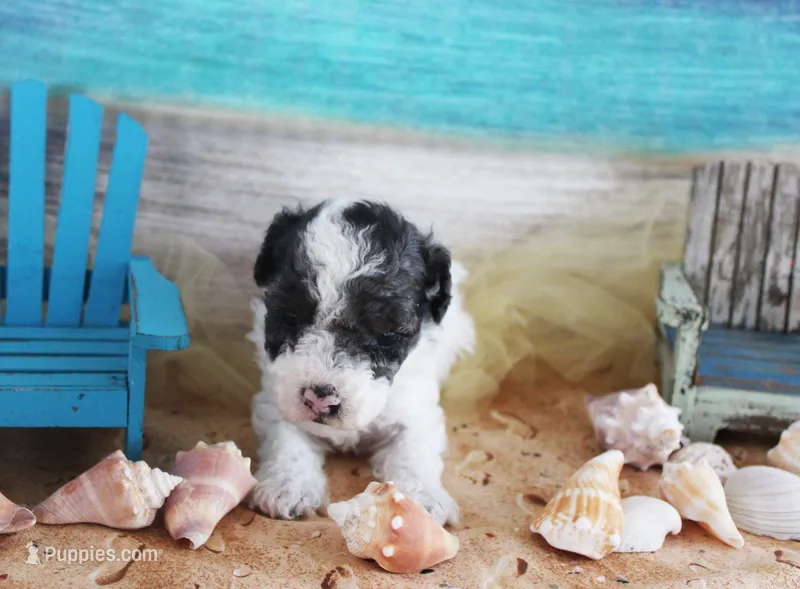 Sammy – Poodle - Toy  puppy for sale in Ocala, FL