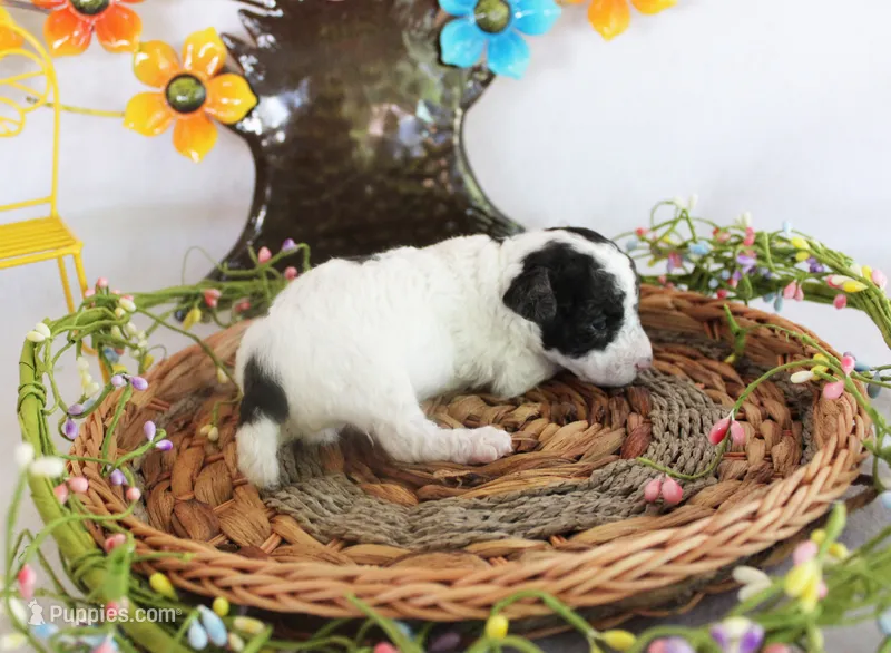 Spot – Poodle - Toy  puppy for sale in Ocala, FL