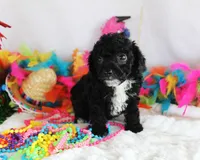 Tinsel, a female Poodle - Toy  for sale in Ocala, FL – Photo 2 of 2
