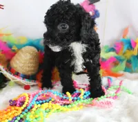 Tinsel, a female Poodle - Toy  for sale in Ocala, FL – Photo 1 of 2