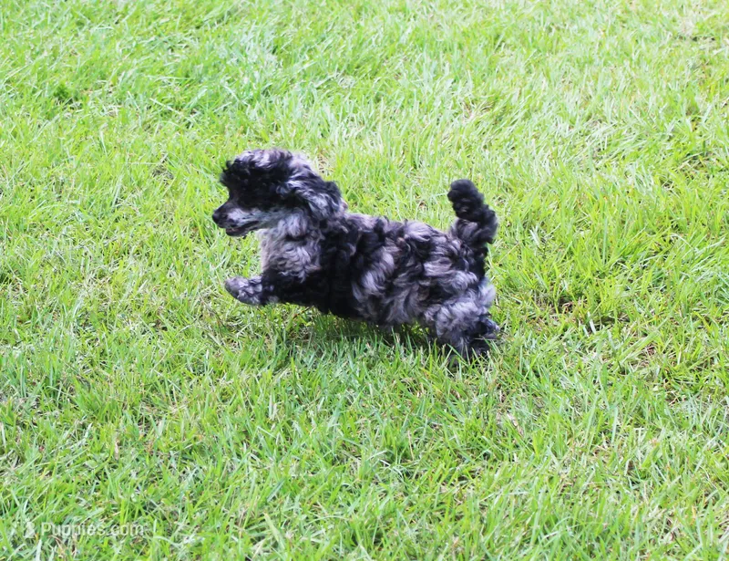 fancy – Poodle - Toy  puppy for sale in Ocala, FL