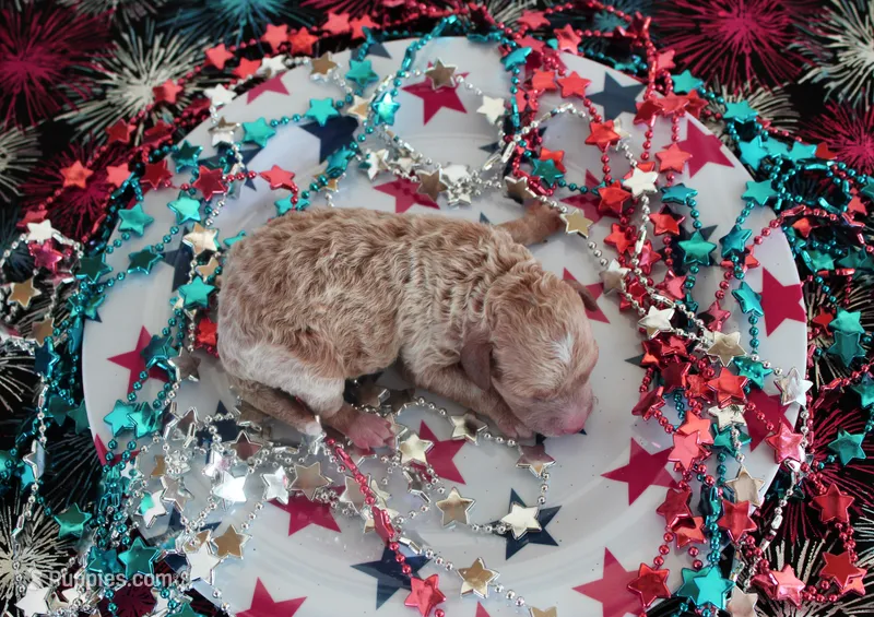 Tex – Poodle - Toy  puppy for sale in Ocala, FL