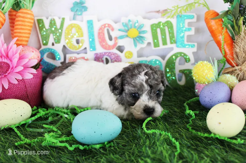 Spanky – Poodle - Toy  puppy for sale in Ocala, FL