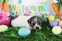 Spanky, a male Poodle - Toy  for sale in Ocala, FL – Photo 1 of 2