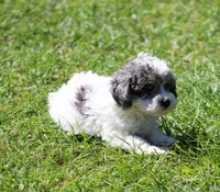 Spanky, a male Poodle - Toy  for sale in Ocala, FL – Photo 2 of 2
