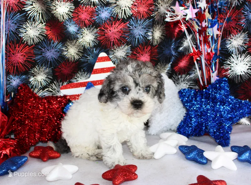 Spanky – Poodle - Toy  puppy for sale in Ocala, FL
