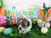 Spanky, a male Poodle - Toy  for sale in Ocala, FL – Photo 2 of 2