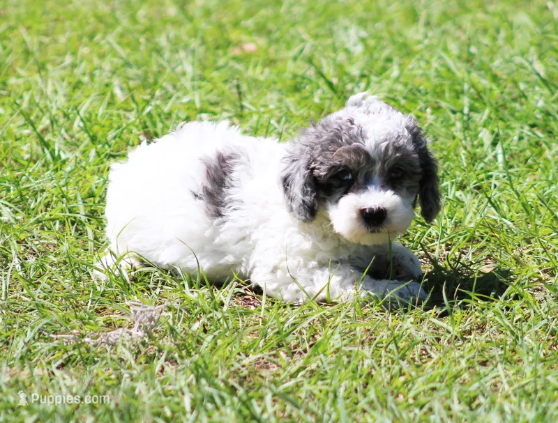 Spanky – Poodle - Toy  puppy for sale in Ocala, FL