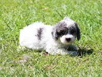 Spanky, a male Poodle - Toy  for sale in Ocala, FL – Photo 1 of 2