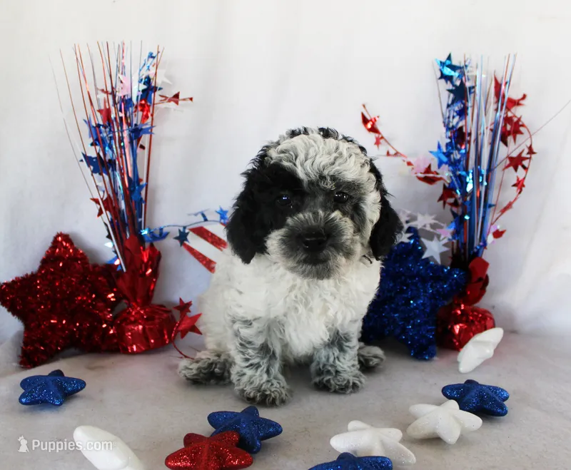 Monte  – Poodle - Toy  puppy for sale in Ocala, FL