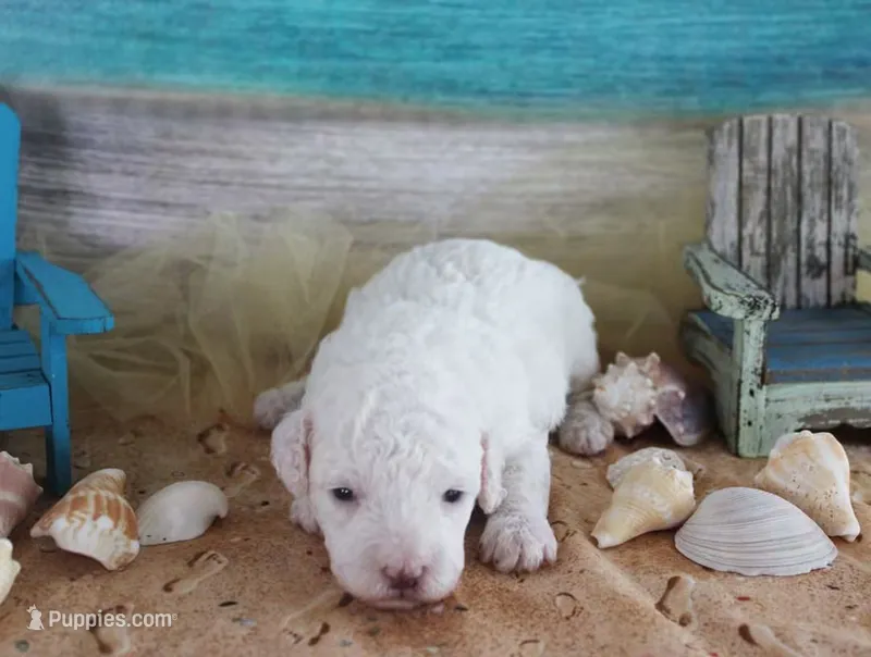 Casper  – Poodle - Toy  puppy for sale in Ocala, FL