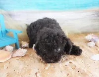 Hershey, a male Poodle - Toy  for sale in Ocala, FL – 3 of 3