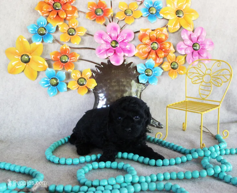 Vera – Poodle - Toy  puppy for sale in Ocala, FL