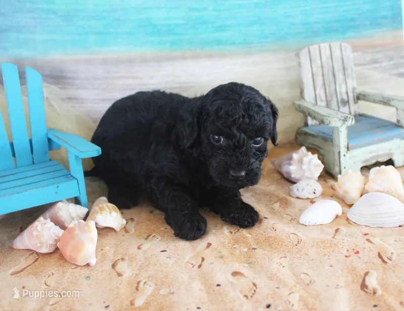 Loni – Poodle - Toy  puppy for sale in Ocala, FL