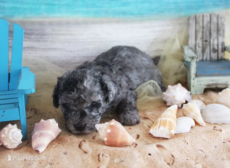 Neon – Poodle - Toy  puppy for sale in Ocala, FL