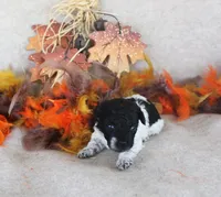 Tank, a male Poodle - Toy  for sale in Ocala, FL – 2 of 2