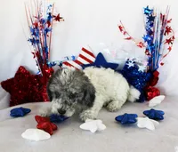 Harvey, a male Poodle - Toy  for sale in Ocala, FL – 3 of 4