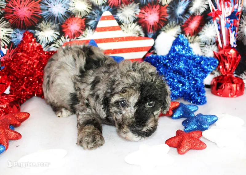 Nicky – Poodle - Toy  puppy for sale in Ocala, FL