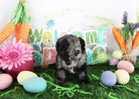 Nicky, a male Poodle - Toy  for sale in Ocala, FL – Photo 4 of 4