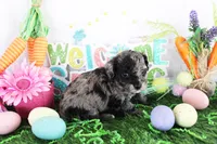 Nicky, a male Poodle - Toy  for sale in Ocala, FL – Photo 3 of 4