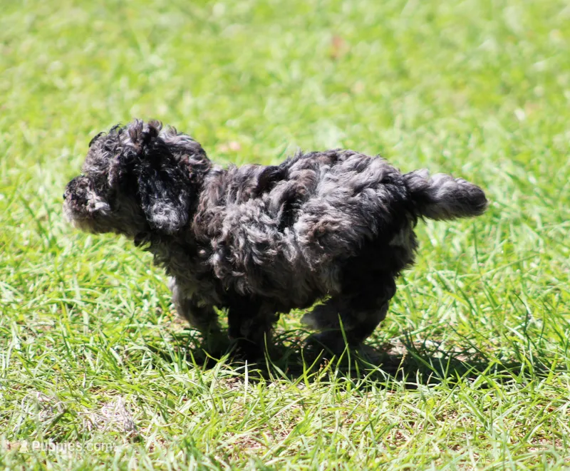 Nicky – Poodle - Toy  puppy for sale in Ocala, FL