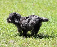 Nicky, a male Poodle - Toy  for sale in Ocala, FL – Photo 1 of 3