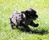 Nicky, a male Poodle - Toy  for sale in Ocala, FL – Photo 2 of 3