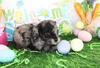 Nicky, a male Poodle - Toy  for sale in Ocala, FL – Photo 2 of 4