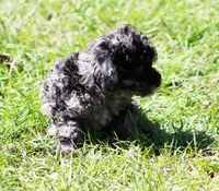 Nicky, a male Poodle - Toy  for sale in Ocala, FL – Photo 3 of 3