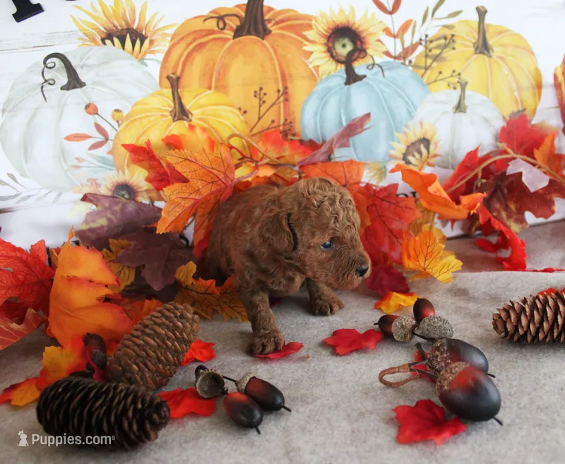 Rosie – Poodle - Toy  puppy for sale in Ocala, FL