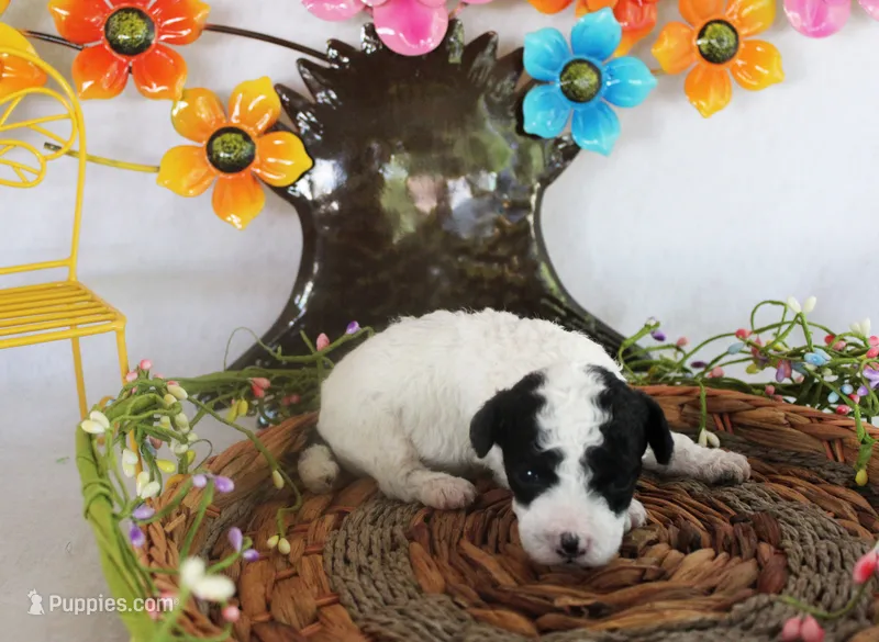 Splash – Poodle - Toy  puppy for sale in Ocala, FL