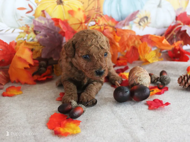 Red – Poodle - Toy  puppy for sale in Ocala, FL