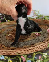 Missy, a female Poodle - Toy  for sale in Ocala, FL – 2 of 2