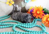 tank, a male Poodle - Toy  for sale in Ocala, FL – 2 of 3