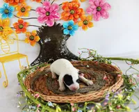 Linus, a male Poodle - Toy  for sale in Ocala, FL – 1 of 1
