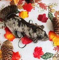 Moon, a male Poodle - Toy  for sale in Ocala, FL – 2 of 2