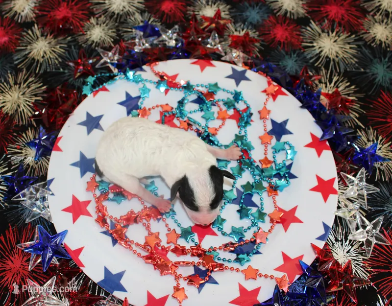 Spot, a male Poodle - Toy  for sale in Ocala, FL – 1 of 1