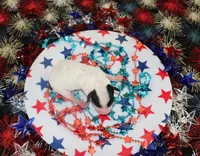 Spot, a male Poodle - Toy  for sale in Ocala, FL – 1 of 1