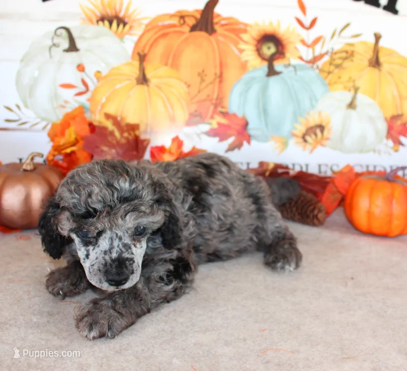 Jaden – Poodle - Toy  puppy for sale in Ocala, FL