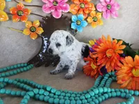 Dottie, a female Poodle - Toy  for sale in Ocala, FL – 3 of 3