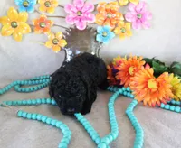 Lance, a male Poodle - Toy  for sale in Ocala, FL – 2 of 2