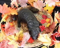 Bear, a male Poodle - Toy  for sale in Ocala, FL – 1 of 1