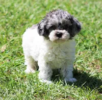 Spot, a male Poodle - Toy  for sale in Ocala, FL – Photo 2 of 5