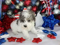 Spot, a male Poodle - Toy  for sale in Ocala, FL – Photo 4 of 5