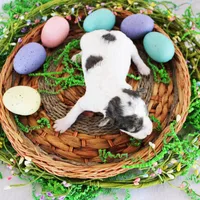 Spot, a male Poodle - Toy  for sale in Ocala, FL – Photo 1 of 2