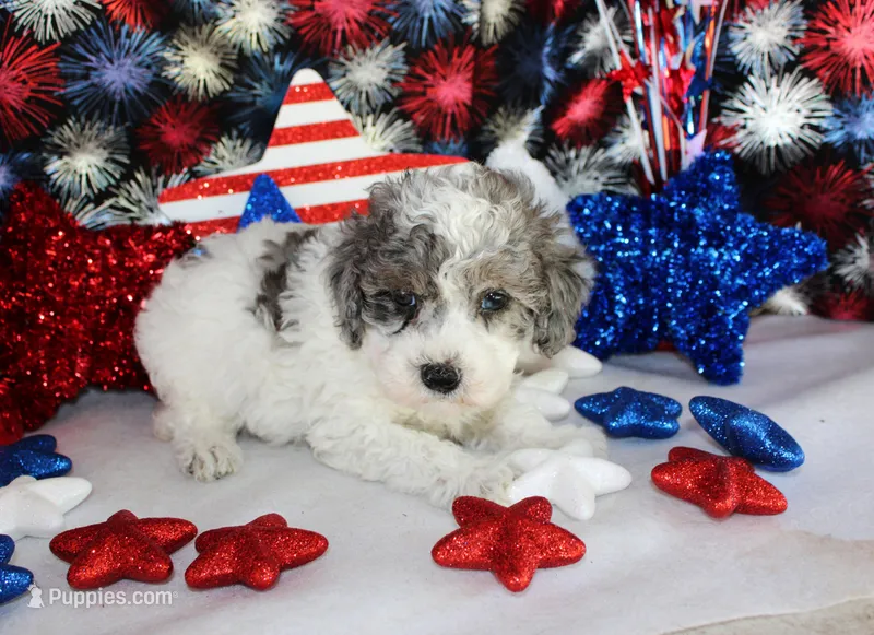 Spot – Poodle - Toy  puppy for sale in Ocala, FL