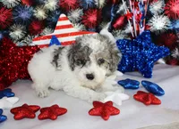 Spot, a male Poodle - Toy  for sale in Ocala, FL – Photo 5 of 5