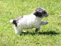 Spot, a male Poodle - Toy  for sale in Ocala, FL – Photo 1 of 5