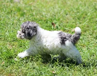 Spot, a male Poodle - Toy  for sale in Ocala, FL – Photo 3 of 5