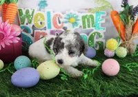 Spot, a male Poodle - Toy  for sale in Ocala, FL – Photo 1 of 2